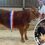 This year's Fatstock Show will take place at Franchis Farm on Saturday, November 4
