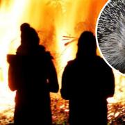 The British Hedgehog Preservation Society has offered advice on keeping hedgehogs safe this Bonfire Night