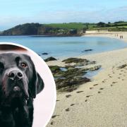 John Dodd, 44 of Beech Road, Falmouth, was found guilty of breaching a Public Spaces Protection Order by permitting his pet onto Gyllyngvase Beach in Falmouth. File pic