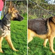 Two of the five German shepherd dogs now up for adoption in Cornwall