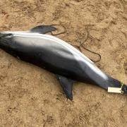 The dolphin washed up on Fistral Beach in Newquay