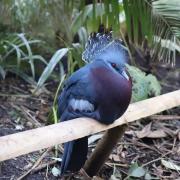 Newquay Zoo in Cornwall is now home to a magnificent Victoria Crowned-pigeon
