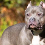 Stock image of pit bull terrier-type breed of dog similar to the one whose teeth were neglected
