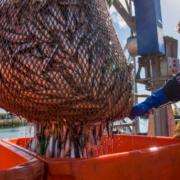 That is according to a recent report commissioned by the Cornish Fish Producers Organisation