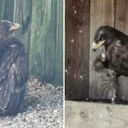 The endangered birds are now being cared for by the team at Cornish Birds of Prey Centre