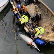 The dolphin is recovered from Custom House Quay in Falmouth