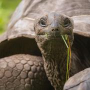 The bodies of Aldabra giant tortoises were found