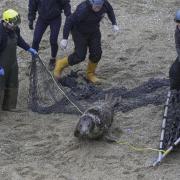 The seal is trapped by rescuers