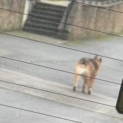 One of the Alsatians pictured roaming the estate this week
