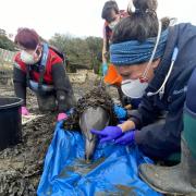 The  dolphin is checked over by volunteers