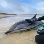 The dolphin first washed up at Praa Sands beach in Cornwall