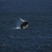 The whale was captured breaching by wildlife photographer Ben Hancock-Smith
