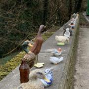 Someone got all their ducks in a row along the A39 bridge