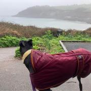 Zelda the greyhound enjoys the view after the bin was moved