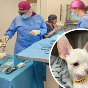 Chihuahua Birdie (inset) survived open heart surgery