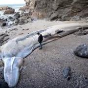 A 100-tonne whale was one of the unexpected things to be found washed up in Cornwall