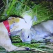 Sampson Richards' dog catches the deer to attack it, in footage he filmed that then became part of the court case