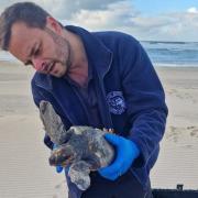 Loggerhead Sea Turtle being rescued on beach by BDMLR
