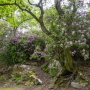 Rhododendron is an invasive non-native species which is prolific in Cornwall