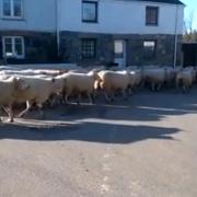 VIDEO: Ewe won't believe the number of sheep being herded through village near Helston