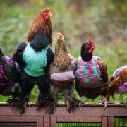 Chickens in wooly jumpers