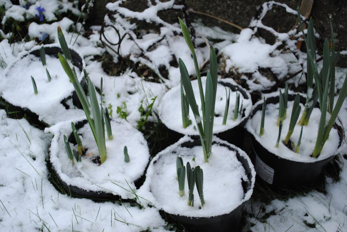 Daffodils sprout through the snow at Mawnan Smith