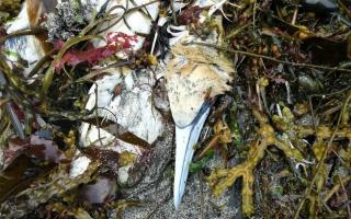 A dead gannet found at Portheras Cove on Saturday   Picture: Friends of Portheras Cove/Facebook