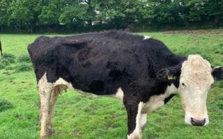 A farmer in Cornwall has been banned from keeping livestock for life after 'prolonged neglect'