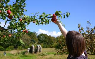 The National Trust Apple Weekender events will take place at three sites in Cornwall in September and October