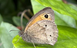 Scientists at the University of Exeter found a correlation between rising temperature and the number of spots on Meadow Brown butterflies