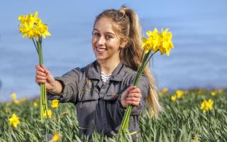 Daffodils grown near Helston in Cornwall are being sent to foster carers across England and Scotland
