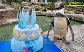 Europe's oldest penguin, Spneb, celebrates turning 35 at Paradise Park in Cornwall
