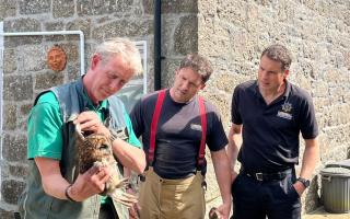 The Tawny Owl was rescued by Nick from Paradise Park and Penzance firefighters