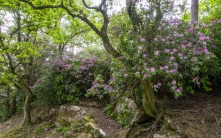 Rhododendron is an invasive non-native species which is prolific in Cornwall