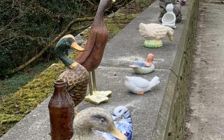 Someone got all their ducks in a row along the A39 bridge