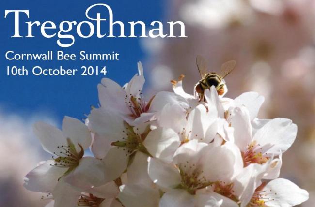 Bee decline summit to use Cornish expertise
