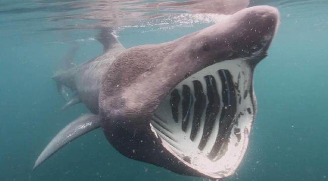Public urged to report basking sharks off Cornwall for new tracking project