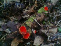 Woodland walk reveals rare mushrooms