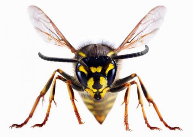Falmouth Packet: A wasp
