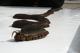 Giant worm found in Cornwall
