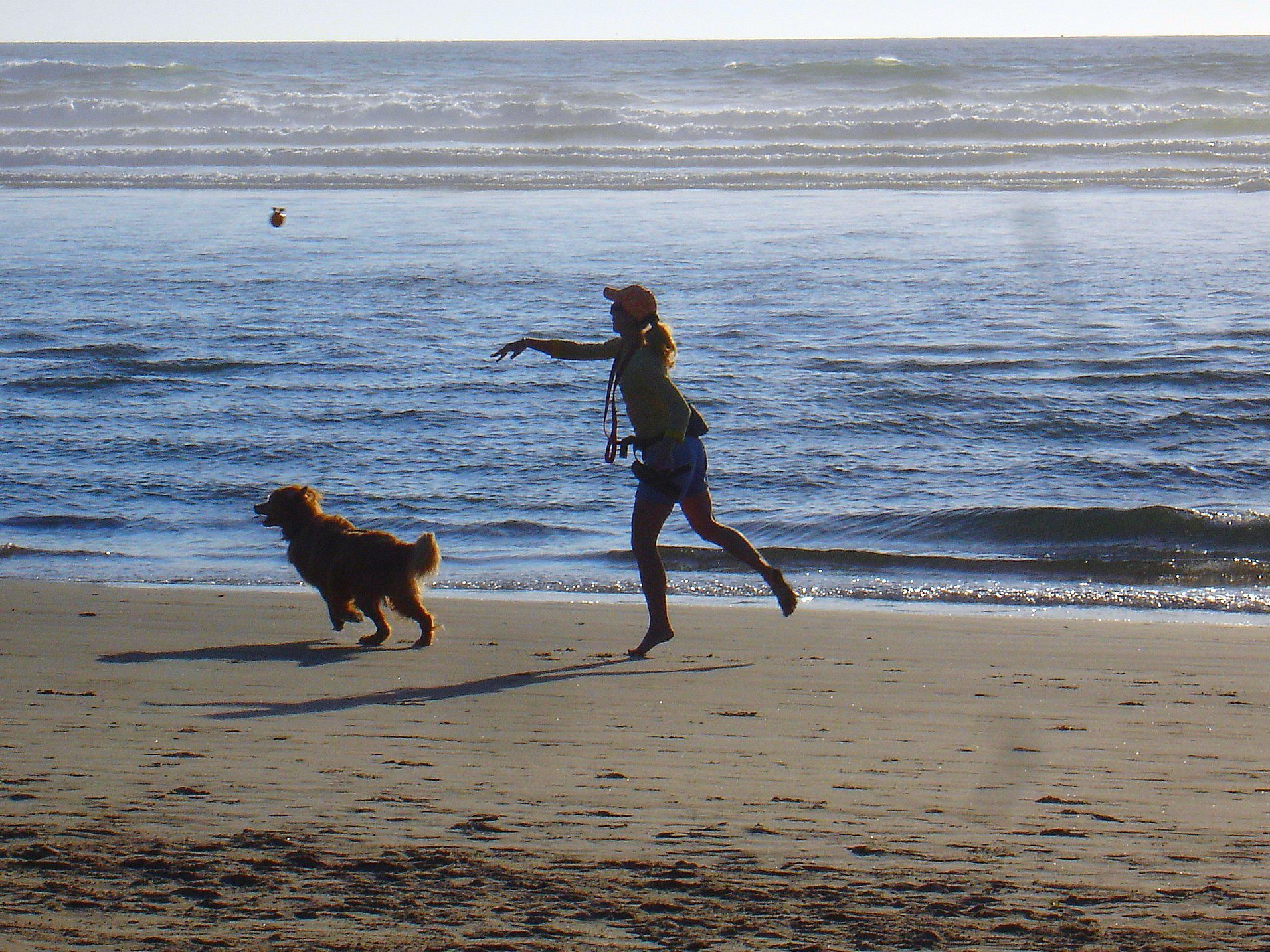 Dog On Beach (Pic: Wikimedia Commons)